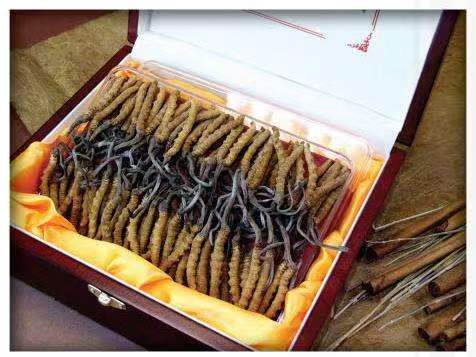 榆中冬虫夏草回收